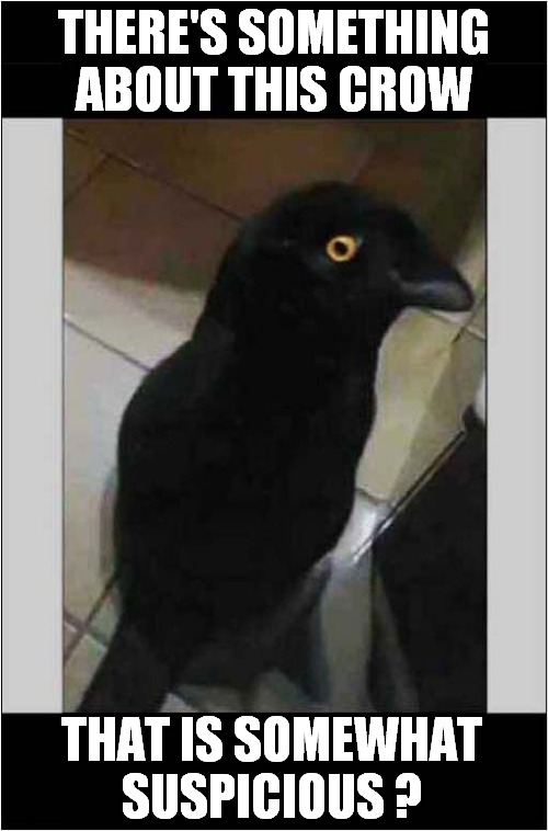Is It A Bird ? | THERE'S SOMETHING ABOUT THIS CROW; THAT IS SOMEWHAT SUSPICIOUS ? | image tagged in crow,optical illusion | made w/ Imgflip meme maker