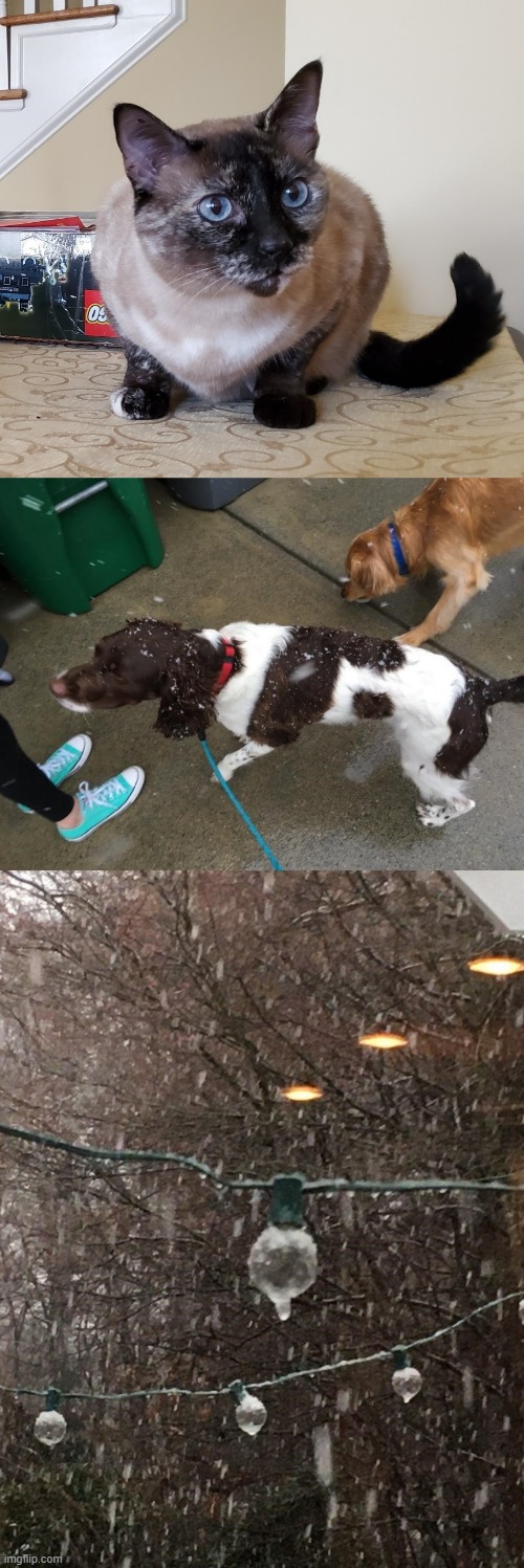 these are pics from last february but....hope they pass lol | image tagged in snow,photography,pets,winter,happiness,cold weather | made w/ Imgflip meme maker