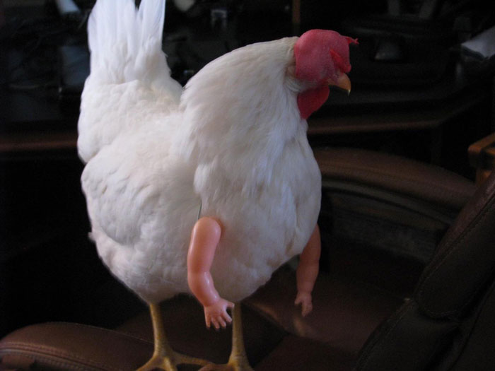 High Quality Armed Chicken Blank Meme Template