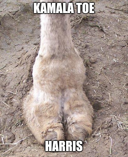 camel toe | KAMALA TOE; HARRIS | image tagged in camel toe | made w/ Imgflip meme maker