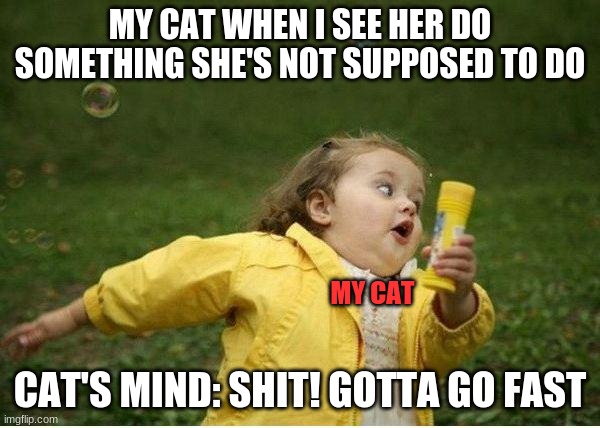 Chubby Bubbles Girl Meme | MY CAT WHEN I SEE HER DO SOMETHING SHE'S NOT SUPPOSED TO DO; MY CAT; CAT'S MIND: SHIT! GOTTA GO FAST | image tagged in memes,chubby bubbles girl | made w/ Imgflip meme maker