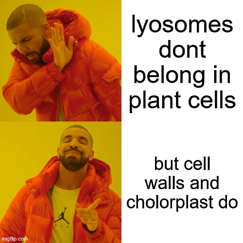 Drake Hotline Bling | lyosomes dont belong in plant cells; but cell walls and cholorplast do | image tagged in memes,drake hotline bling | made w/ Imgflip meme maker