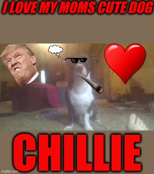 Chillie | I LOVE MY MOMS CUTE DOG; CHILLIE | image tagged in cute dog,puppy | made w/ Imgflip meme maker