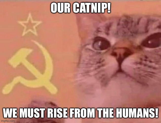 Communists cats |  OUR CATNIP! WE MUST RISE FROM THE HUMANS! | image tagged in communist cat | made w/ Imgflip meme maker