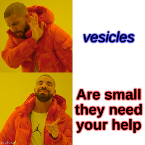 school stuff | vesicles; Are small they need your help | image tagged in memes,drake hotline bling | made w/ Imgflip meme maker