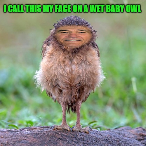 photoshop fun | I CALL THIS MY FACE ON A WET BABY OWL | image tagged in wet baby owl,kewlew | made w/ Imgflip meme maker