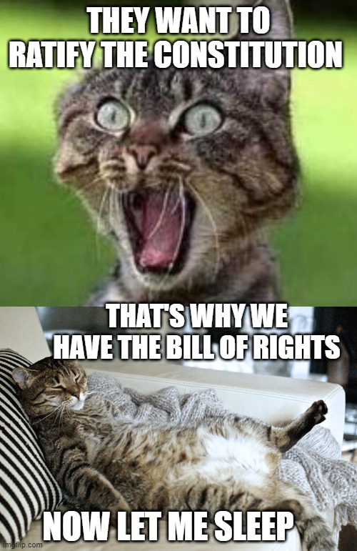 #Ratify the constitution | THEY WANT TO RATIFY THE CONSTITUTION; THAT'S WHY WE HAVE THE BILL OF RIGHTS; NOW LET ME SLEEP | image tagged in funny cats | made w/ Imgflip meme maker