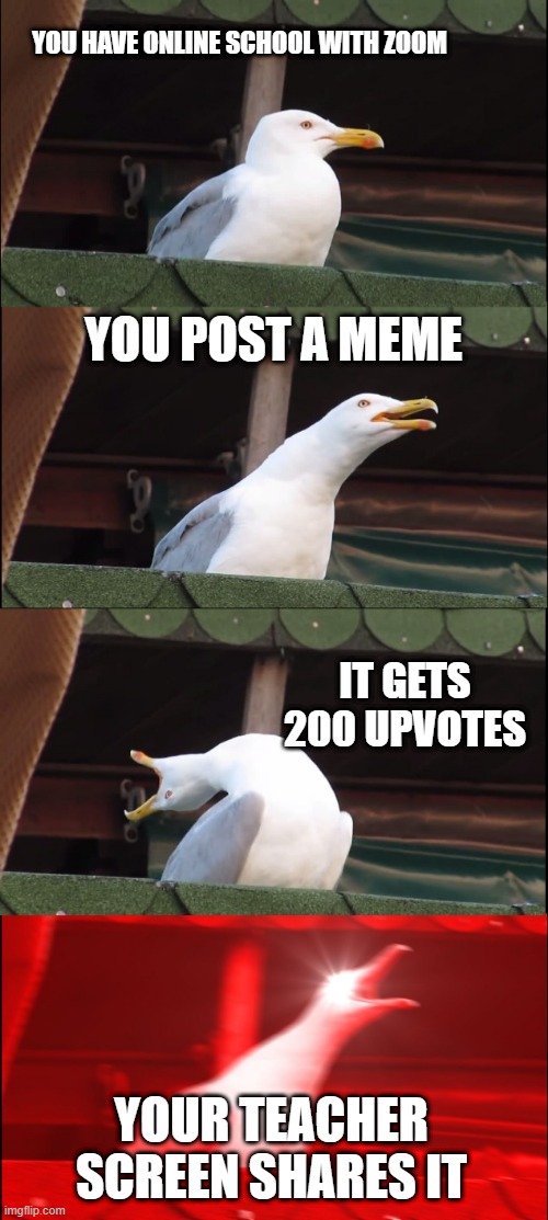 You post a Meme durring Zoom | YOU HAVE ONLINE SCHOOL WITH ZOOM; YOU POST A MEME; IT GETS 200 UPVOTES; YOUR TEACHER SCREEN SHARES IT | image tagged in memes,inhaling seagull,online school,online class,zoom | made w/ Imgflip meme maker