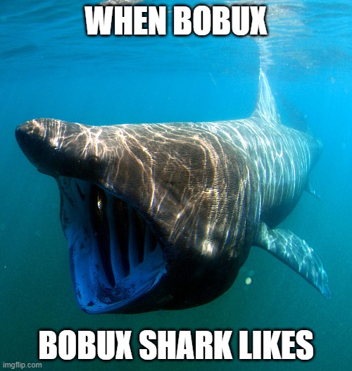 Bobux Shark Likes Bobux | WHEN BOBUX; BOBUX SHARK LIKES | image tagged in when bobux | made w/ Imgflip meme maker