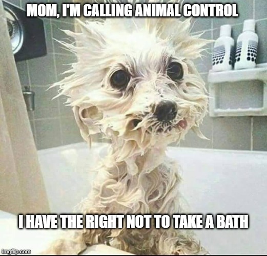 puppy not happy | MOM, I'M CALLING ANIMAL CONTROL; I HAVE THE RIGHT NOT TO TAKE A BATH | image tagged in pets,animal justice,funny animals,animal control,bath time,upset pooch | made w/ Imgflip meme maker