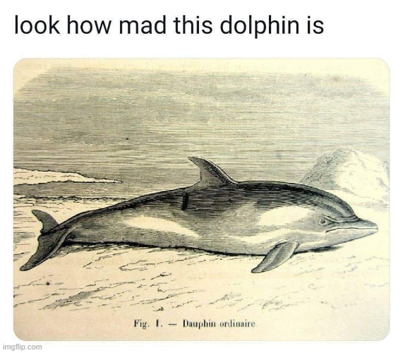 ummm yah if u were treated like a specimen u'd be angry too | image tagged in dolphin,repost,reposts,reposts are awesome,science,mad | made w/ Imgflip meme maker