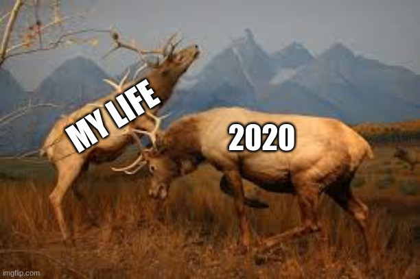 fighting moose | MY LIFE; 2020 | image tagged in fighting moose,2020 sucks,2020 | made w/ Imgflip meme maker