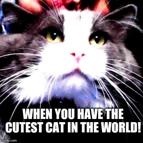 WHEN YOU HAVE THE CUTEST CAT IN THE WORLD! | image tagged in cats are awesome | made w/ Imgflip meme maker