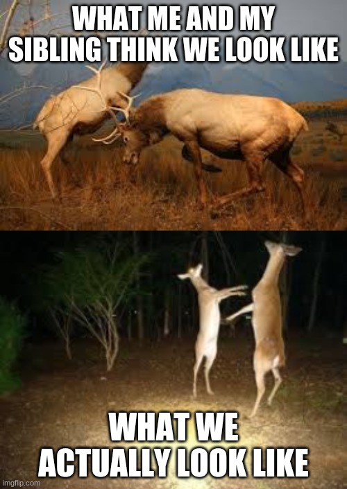 WHAT ME AND MY SIBLING THINK WE LOOK LIKE; WHAT WE ACTUALLY LOOK LIKE | image tagged in deer fight,fighting moose,deer | made w/ Imgflip meme maker