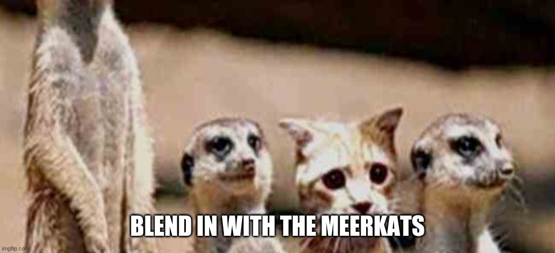 Meercats |  BLEND IN WITH THE MEERKATS | image tagged in meerkats | made w/ Imgflip meme maker