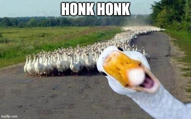 Honk | HONK HONK | image tagged in goose | made w/ Imgflip meme maker
