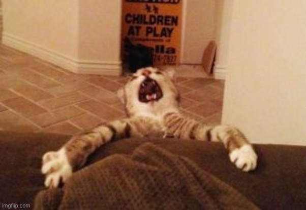 Cat Falling | image tagged in cat falling | made w/ Imgflip meme maker