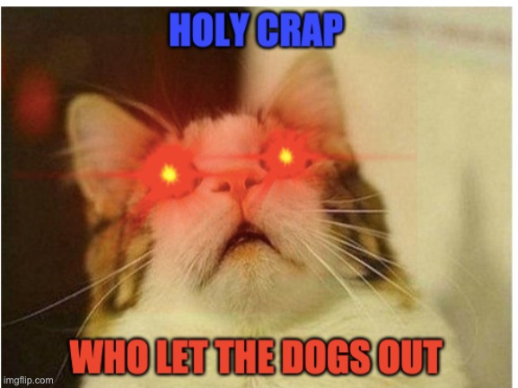 who let the dogs out | image tagged in funny cats,cats,memes | made w/ Imgflip meme maker