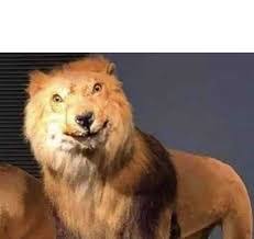 Surprised lion Blank Meme Template