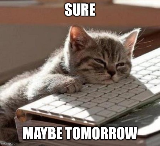 tired cat | SURE MAYBE TOMORROW | image tagged in tired cat | made w/ Imgflip meme maker