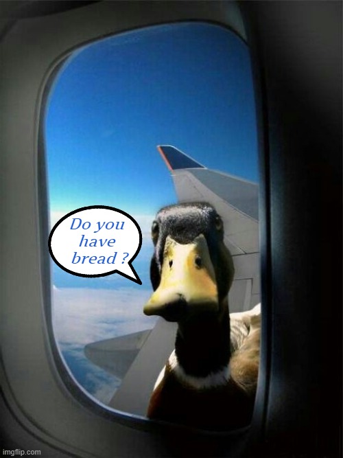 The Wizard of Goslar | Do you 
have 
bread ? | image tagged in duck on plane wing,wizard,bread | made w/ Imgflip meme maker