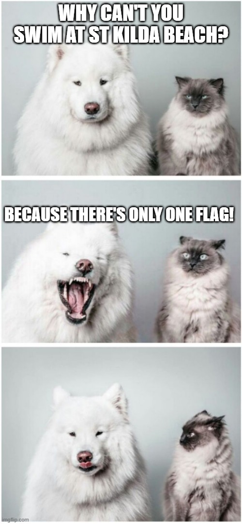 Dog telling cat joke |  WHY CAN'T YOU SWIM AT ST KILDA BEACH? BECAUSE THERE'S ONLY ONE FLAG! | image tagged in dog telling cat joke,saints,sports,afl,memes,jokes | made w/ Imgflip meme maker