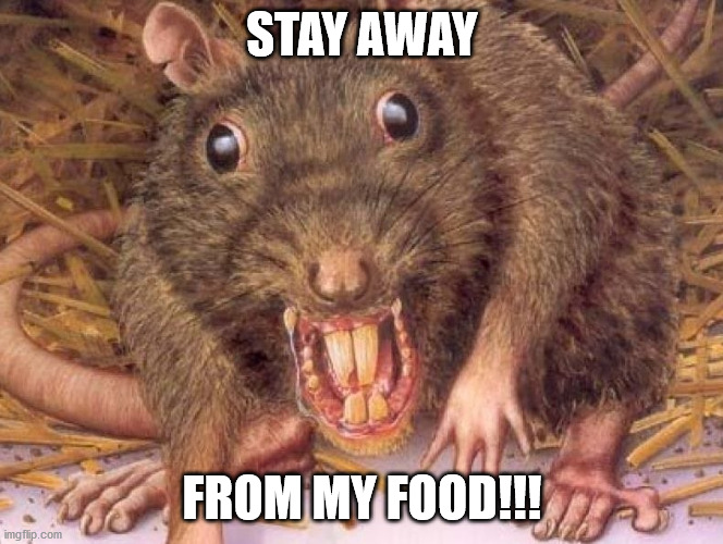 STAY AWAY; FROM MY FOOD!!! | image tagged in rat | made w/ Imgflip meme maker