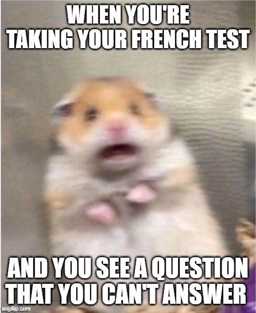 My first [non-covid] meme lol | WHEN YOU'RE TAKING YOUR FRENCH TEST; AND YOU SEE A QUESTION THAT YOU CAN'T ANSWER | image tagged in scared hamster | made w/ Imgflip meme maker