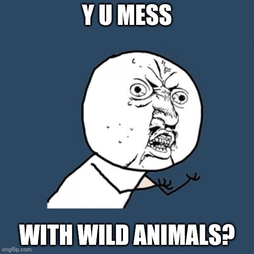 Y U No Meme | Y U MESS WITH WILD ANIMALS? | image tagged in memes,y u no | made w/ Imgflip meme maker