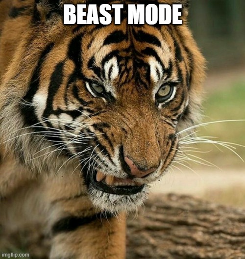 Angry tiger | BEAST MODE | image tagged in angry tiger,memes,cats,tigers,cat memes,tiger | made w/ Imgflip meme maker