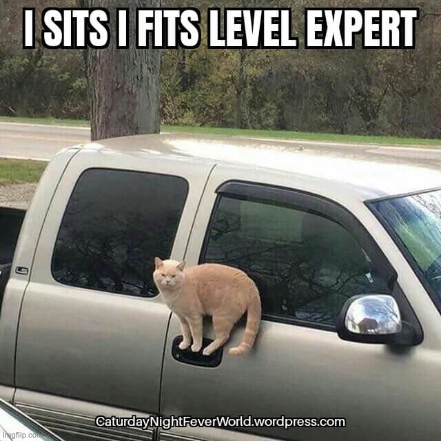 Cat sits fits | image tagged in cats,cat,funny cats,funny cat memes,lolcats | made w/ Imgflip meme maker