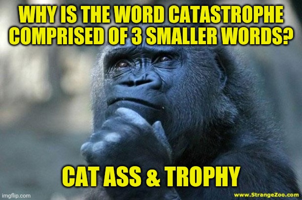 Deep thoughts - Catastrophe is made of 3 smaller words | WHY IS THE WORD CATASTROPHE COMPRISED OF 3 SMALLER WORDS? CAT ASS & TROPHY | image tagged in deep thoughts,funny,meme,memes,funny memes,catastrophe | made w/ Imgflip meme maker