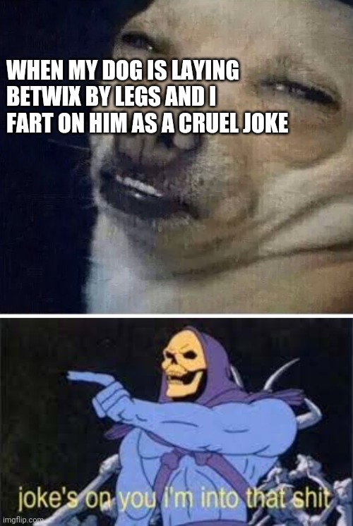 WHEN MY DOG IS LAYING BETWIX BY LEGS AND I FART ON HIM AS A CRUEL JOKE | image tagged in chihuahua,jokes on you im into that shit,memes | made w/ Imgflip meme maker