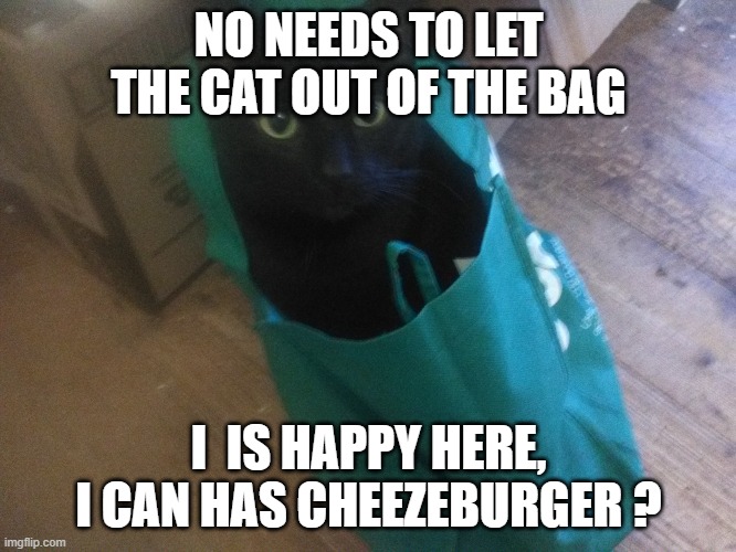 I BAGGED ME A KITTY | NO NEEDS TO LET THE CAT OUT OF THE BAG; I  IS HAPPY HERE, I CAN HAS CHEEZEBURGER ? | image tagged in cat cat in a bag,black cat | made w/ Imgflip meme maker