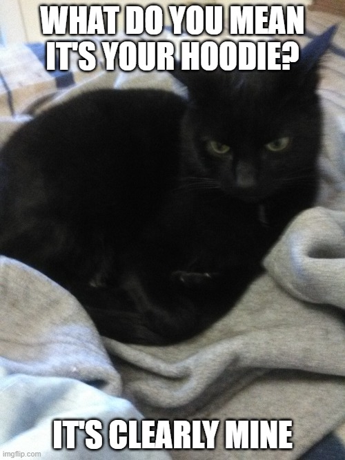 CAT ON A HOODIE | WHAT DO YOU MEAN IT'S YOUR HOODIE? IT'S CLEARLY MINE | image tagged in black cat,black cat pissed | made w/ Imgflip meme maker