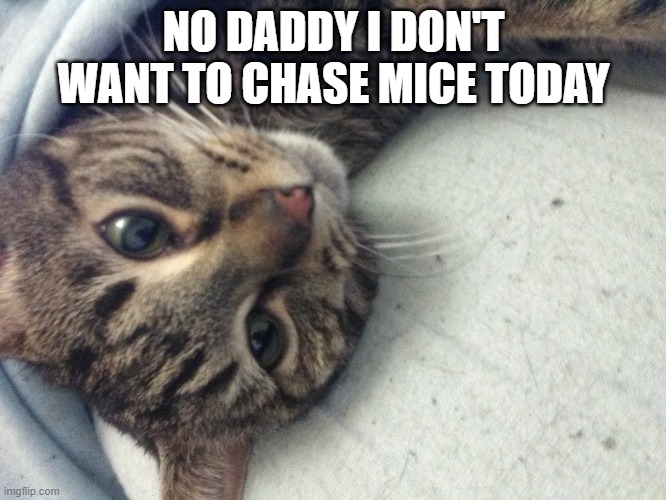 Don't want to chase mice, | NO DADDY I DON'T WANT TO CHASE MICE TODAY | image tagged in comfy kitty | made w/ Imgflip meme maker