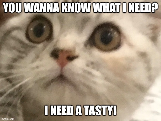 I need a tasty | YOU WANNA KNOW WHAT I NEED? I NEED A TASTY! | image tagged in cats,cute cat,cute cats,cute | made w/ Imgflip meme maker