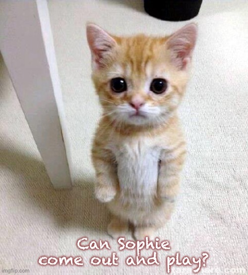 Cute Cat Meme | Can Sophie come out and play? | image tagged in memes,cute cat | made w/ Imgflip meme maker