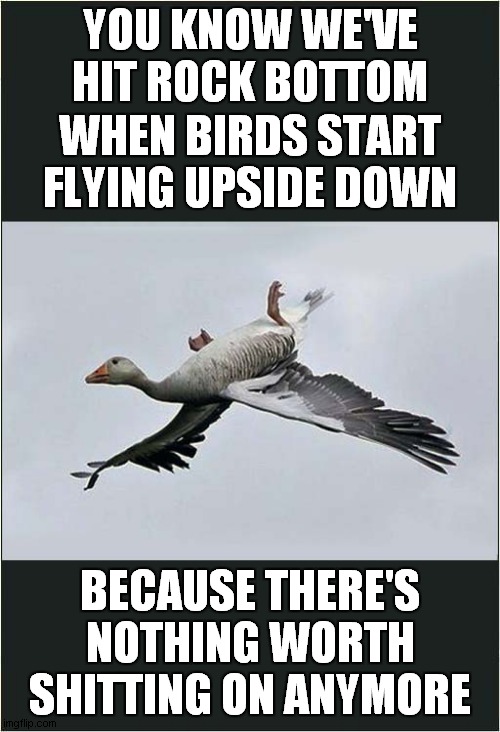 Birds Understanding Of Today | YOU KNOW WE'VE HIT ROCK BOTTOM; WHEN BIRDS START FLYING UPSIDE DOWN; BECAUSE THERE'S NOTHING WORTH SHITTING ON ANYMORE | image tagged in birds,upside down | made w/ Imgflip meme maker