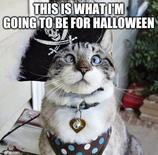 Halloween cat | THIS IS WHAT I'M GOING TO BE FOR HALLOWEEN | image tagged in memes,spangles | made w/ Imgflip meme maker