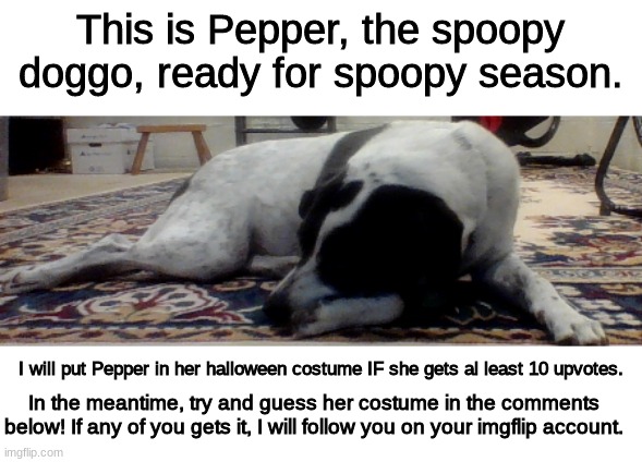 This is my dog! Isn't she cute? | This is Pepper, the spoopy doggo, ready for spoopy season. I will put Pepper in her halloween costume IF she gets al least 10 upvotes. In the meantime, try and guess her costume in the comments below! If any of you gets it, I will follow you on your imgflip account. | image tagged in ten upvotes,i will put pepper dog,in spoopy costume,for you | made w/ Imgflip meme maker
