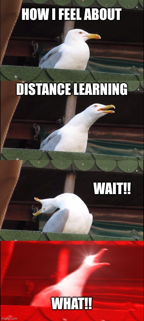 Inhaling Seagull | HOW I FEEL ABOUT; DISTANCE LEARNING; WAIT!! WHAT!! | image tagged in memes,inhaling seagull | made w/ Imgflip meme maker