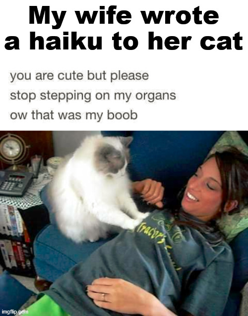 My wife wrote a haiku to her cat | image tagged in cats | made w/ Imgflip meme maker