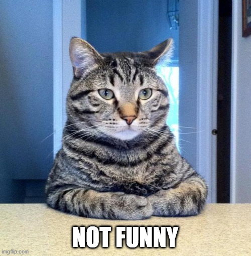 Serious Cat | NOT FUNNY | image tagged in serious cat | made w/ Imgflip meme maker