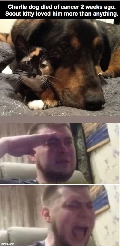 Respect for these pets | image tagged in crying salute,press f to pay respects | made w/ Imgflip meme maker