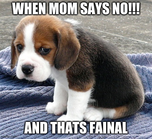 sad dog | WHEN MOM SAYS NO!!! AND THATS FAINAL | image tagged in sad dog | made w/ Imgflip meme maker