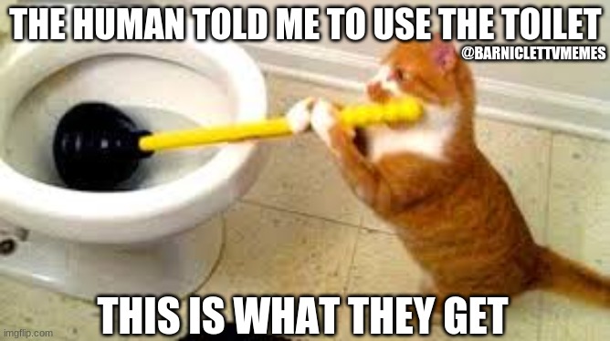The human told me to use the toilet | THE HUMAN TOLD ME TO USE THE TOILET; @BARNICLETTVMEMES; THIS IS WHAT THEY GET | image tagged in cats,memes,toilet,cute,innocent,cute cat | made w/ Imgflip meme maker
