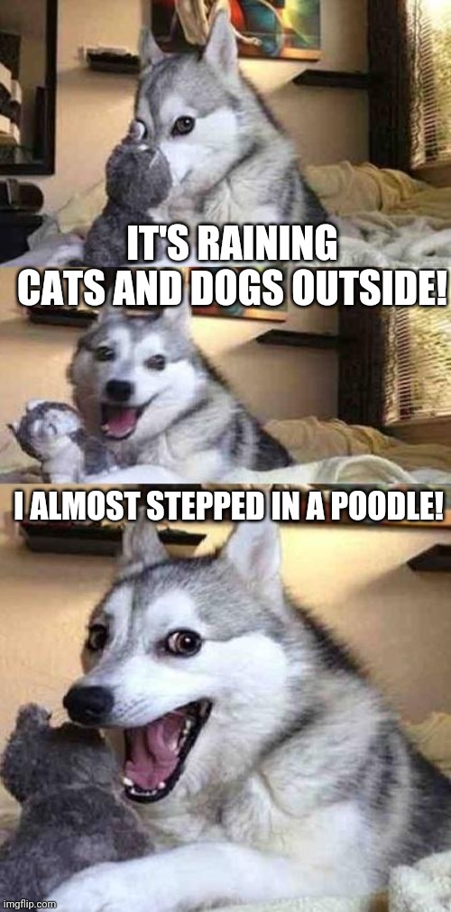 not as bad as hailing a taxi | IT'S RAINING CATS AND DOGS OUTSIDE! I ALMOST STEPPED IN A POODLE! | image tagged in dog joke | made w/ Imgflip meme maker
