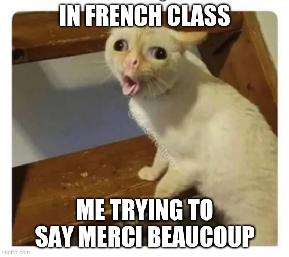 Coughing Cat | IN FRENCH CLASS; ME TRYING TO SAY MERCI BEAUCOUP | image tagged in coughing cat | made w/ Imgflip meme maker