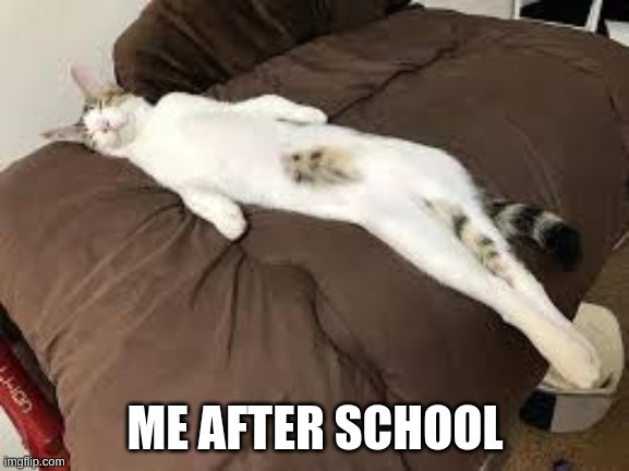 Pretty much everyone who comes home from school | ME AFTER SCHOOL | image tagged in cat | made w/ Imgflip meme maker